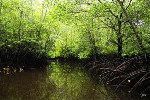 hutan-mangrove